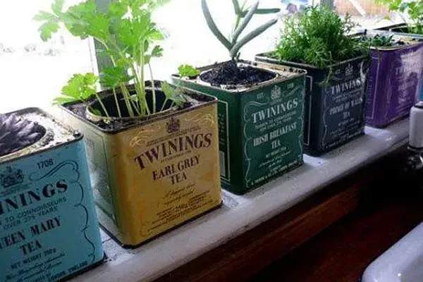 Usá las latas vintage de té o galletitas como maceteros para las plantas de interior