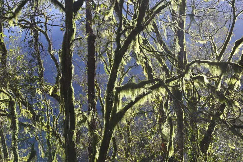 La exuberante vegetación nativa de las Yungas jujeñas