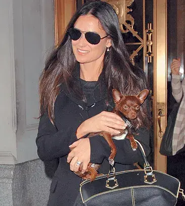 Vida Blue: el chihuahua negro de Demi Moore. La actriz le compró un salvavidas de perro de Louis Vuitton (????).