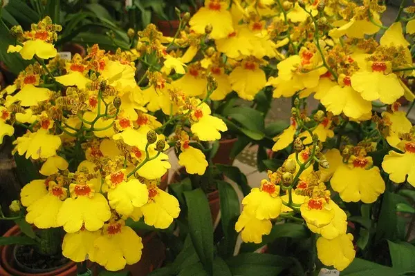 Una orquídea Oncidium amarilla