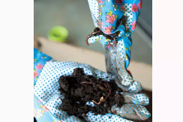 Llená tres cuartos del pote y agregá las lombrices. Rápidamente ellas se dispersan