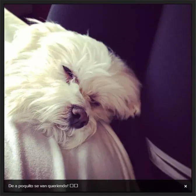 Su adorada perrita siempre tiene un lugar entre sus posts