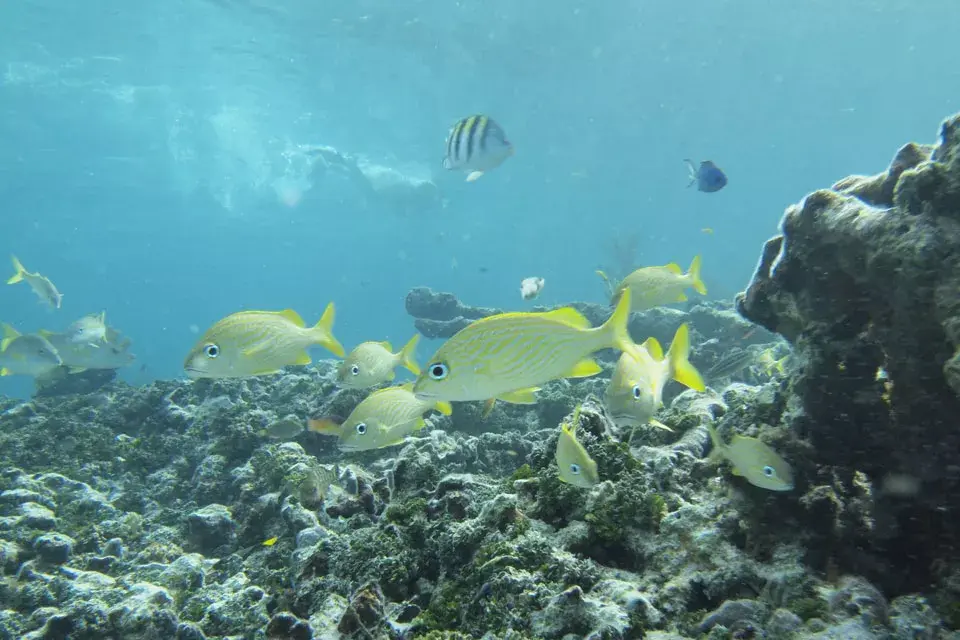 Hacer Snorkel en aguas cristalinas es una de las excursiones más recomendadas