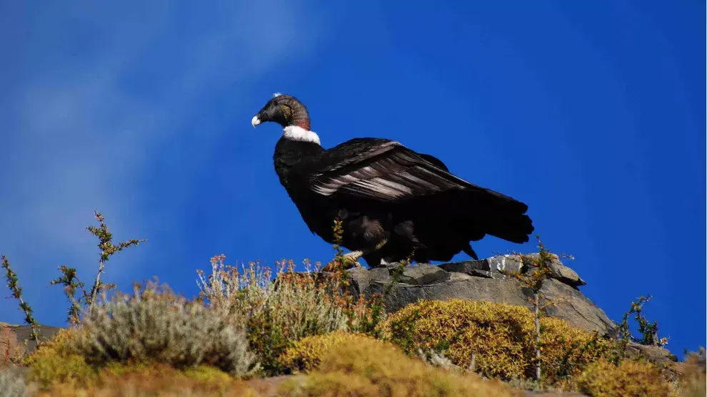 Su majestad, el cóndor