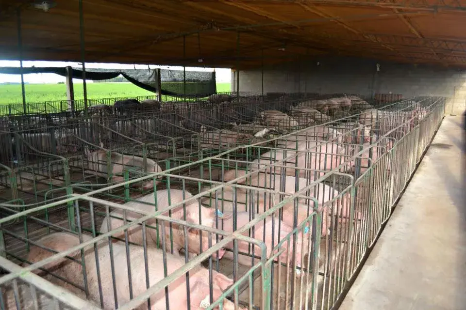 Cerdos hacinados, Bonifacio, provincia de Buenos Aires. Foto: Viaje por la Soberanía Alimentaria.