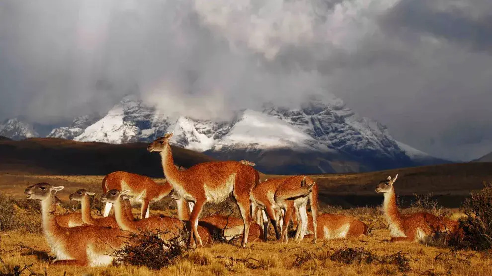 Los guanacos viven a sus anchas en la Reserva 25 de Mayo, cerca de El Calafate