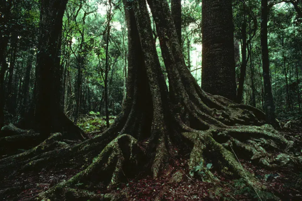 Los árboles establecen un sistema de comunicación entre ellos. Foto: Latin Stock.