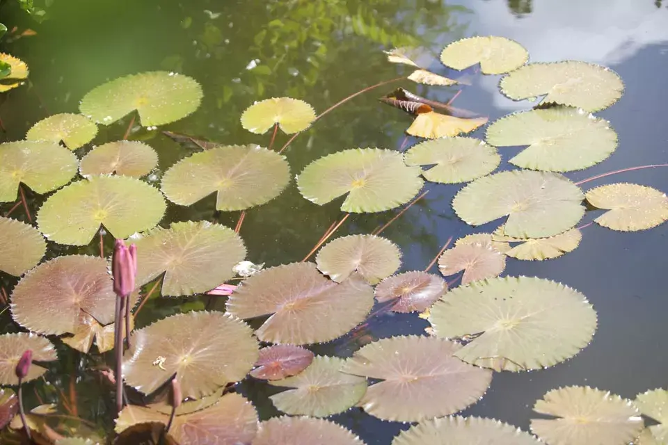 Una postal del jardín botánico