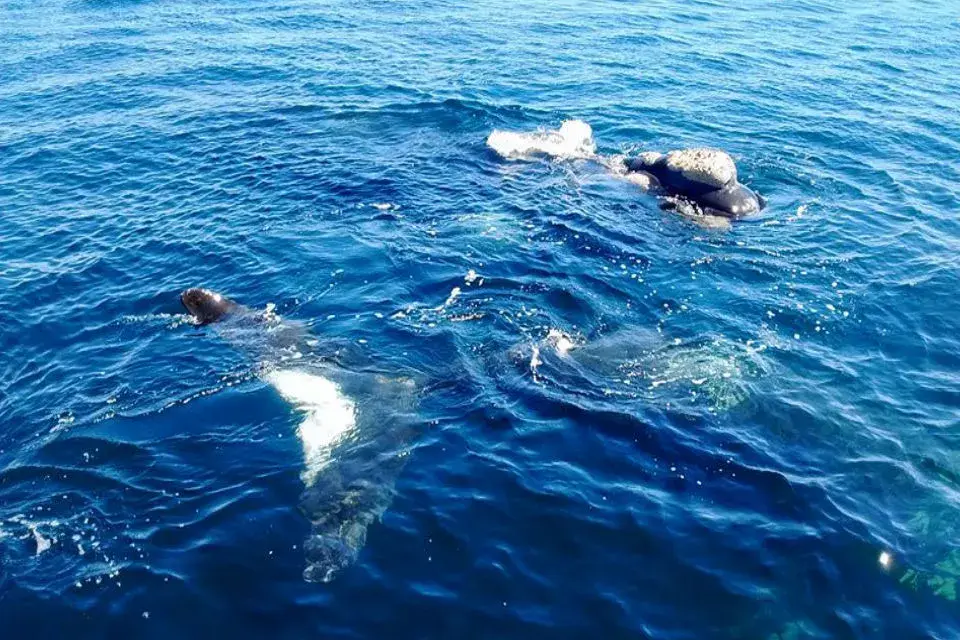 Si tuviera que describir un momento feliz, es este. Saber que existen las ballenas, y que estamos conectadas a ellas, me llena el alma.