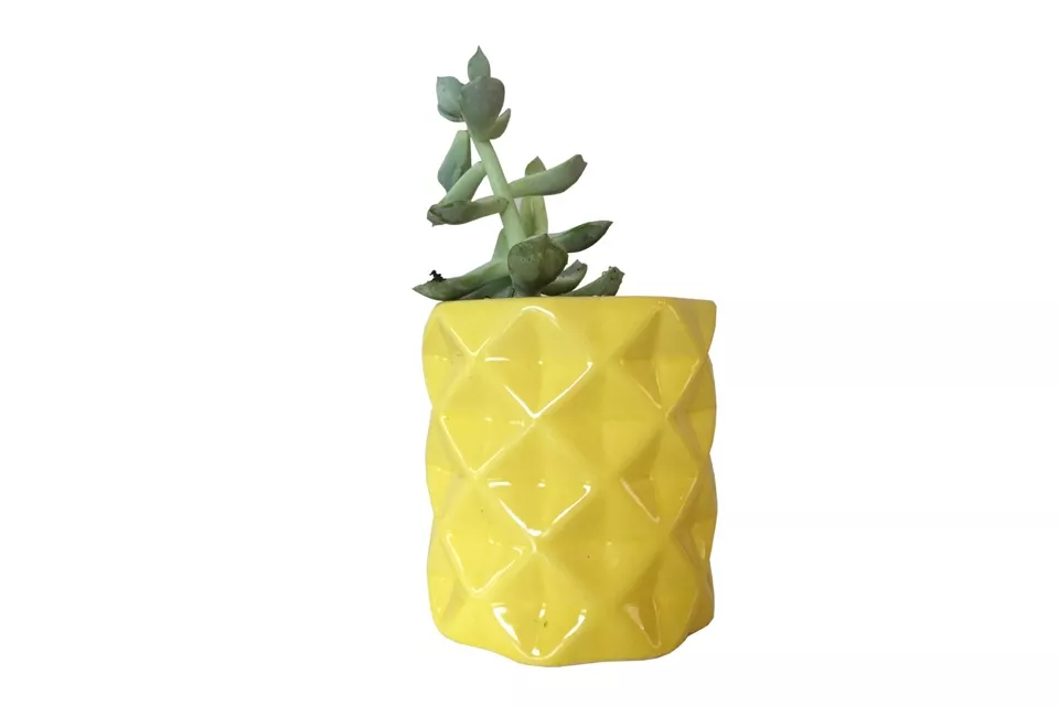 Maceta anana, Oliverta, $148