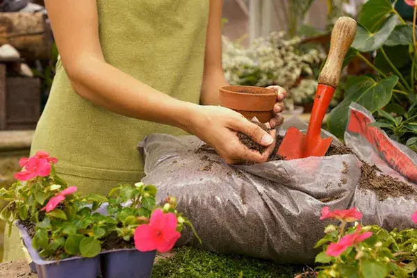 Aprendé cómo plantar tus nuevas flores de temporada