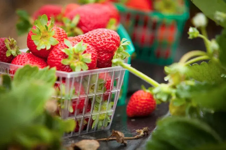 Aprendé a preparar las viandas más sanas y ricas