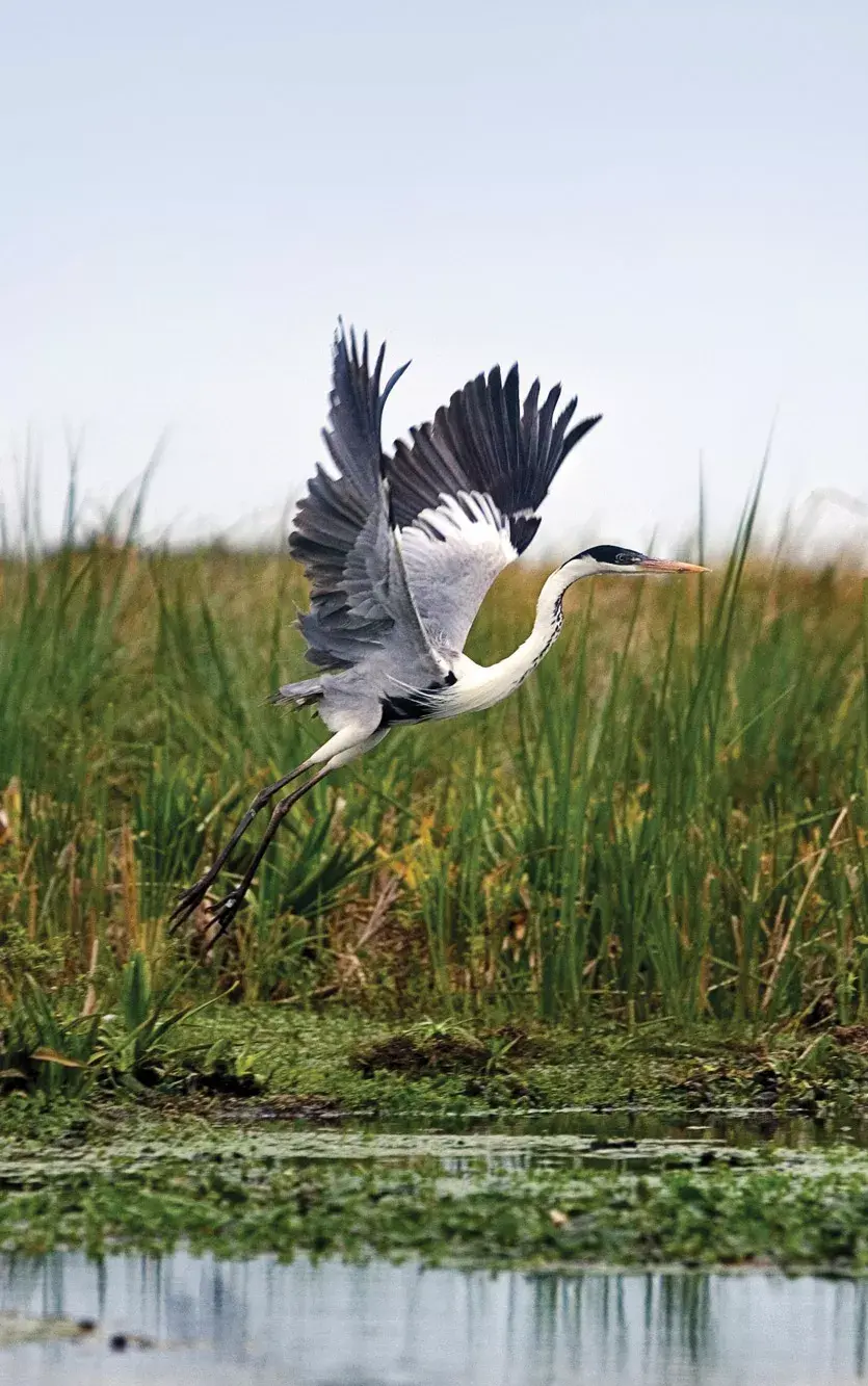 Esteros del Iberá