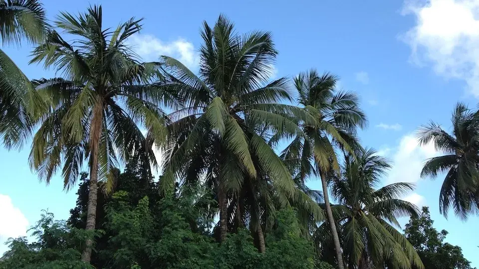 Palmeras en Bangladesh
