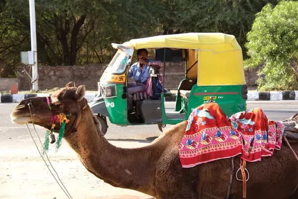 Los conductores de rickshaw que pedalean te llevan por $2