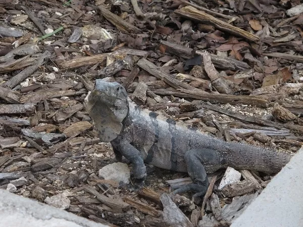 La iguana vecina