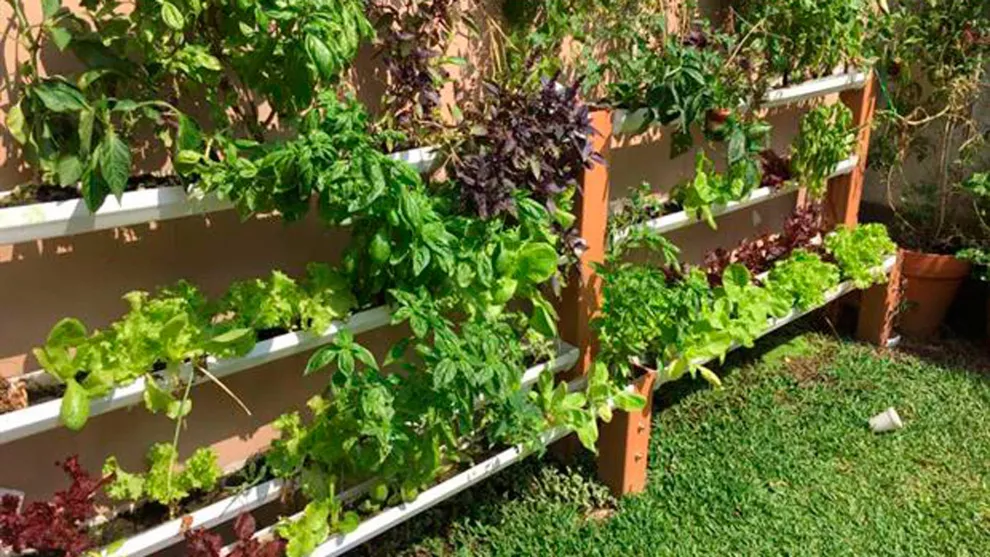 Cultivo hidropónico de hortalizas y plantas aromáticas