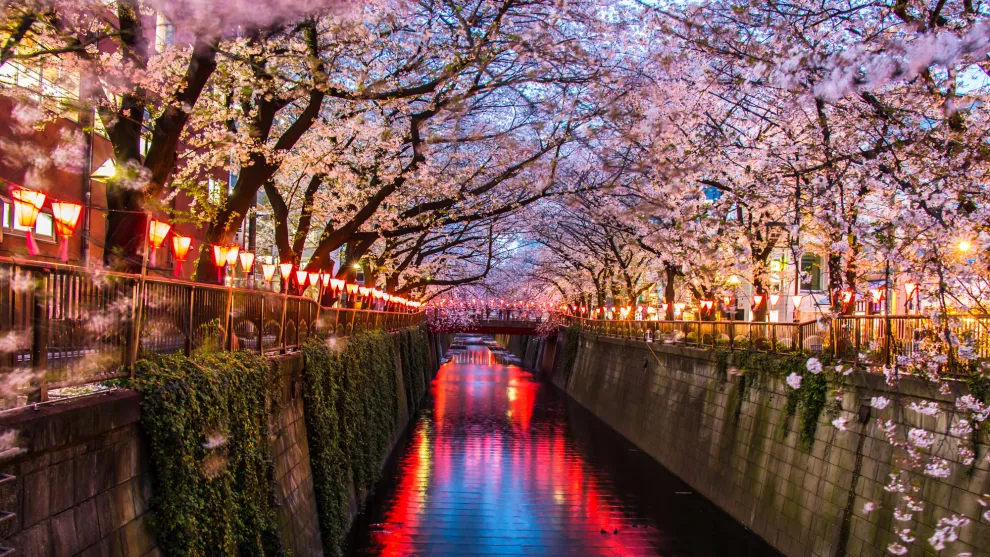 Tokio durante la época de cerezos en flor
