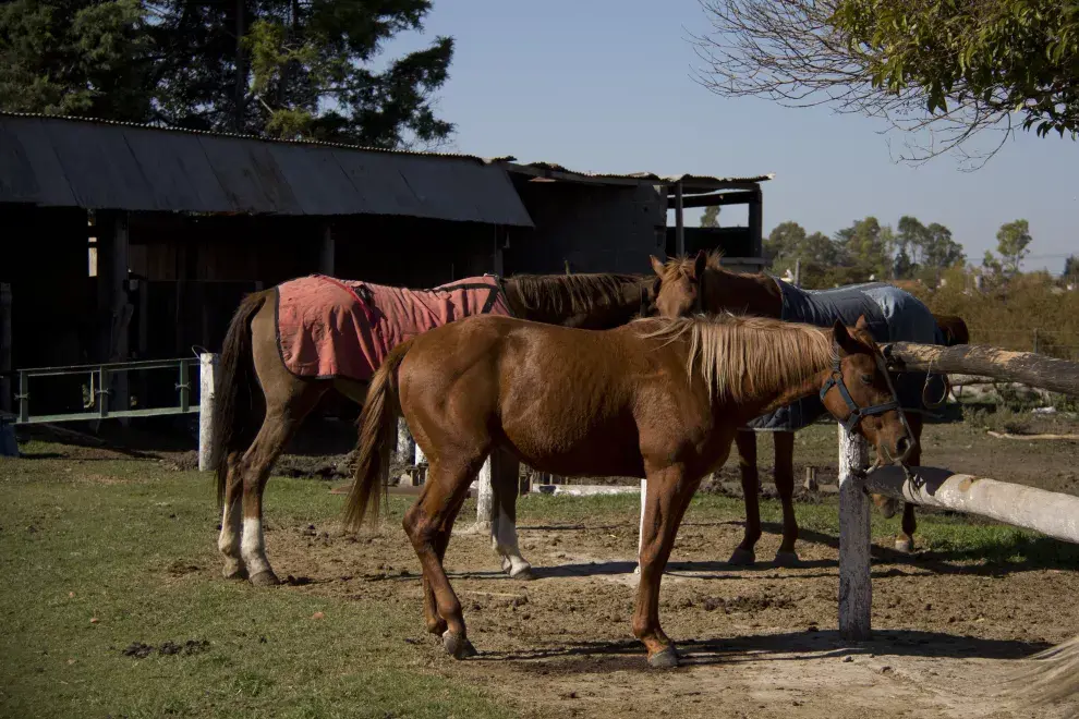 El club hípico de Estudiantes