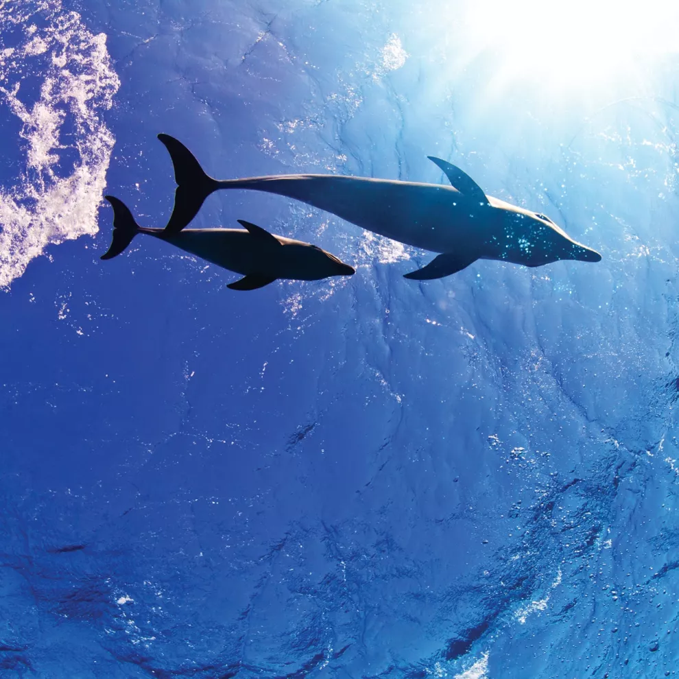 Ver ballenas y delfines en su hábitat natural es una experiencia increíble.