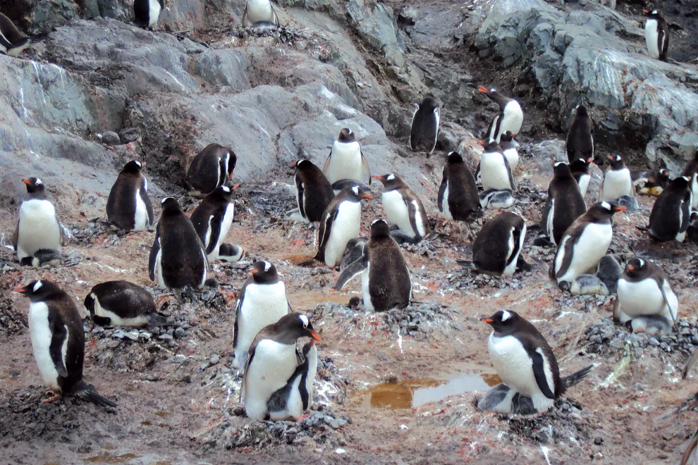 En el Día Mundial del Medio Ambiente te mostramos esta colonia de pingüinos de vincha, una de cuyas colonias principales se encuentran en las Islas Malvinas