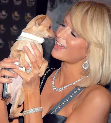 Tinkerbell: la traducción es "Campanita", el perro chihuahua de Paris Hilton fue considerado la mascota más famosa del mundo. Su biografía figura en Wikipedia.