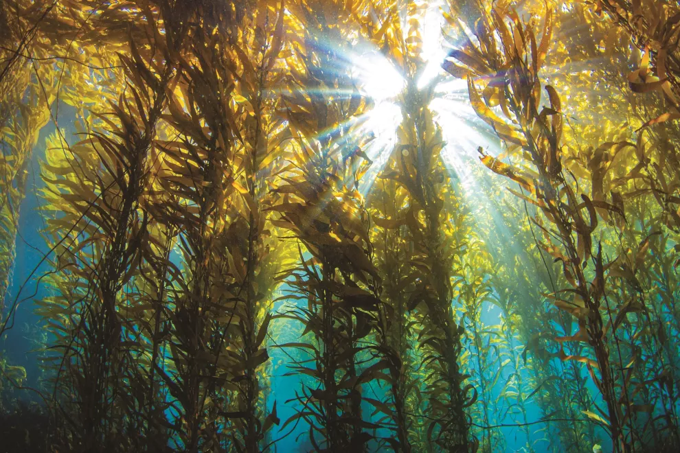 Kelp: todo lo que tenés que saber sobre este superalimento. Foto: Getty