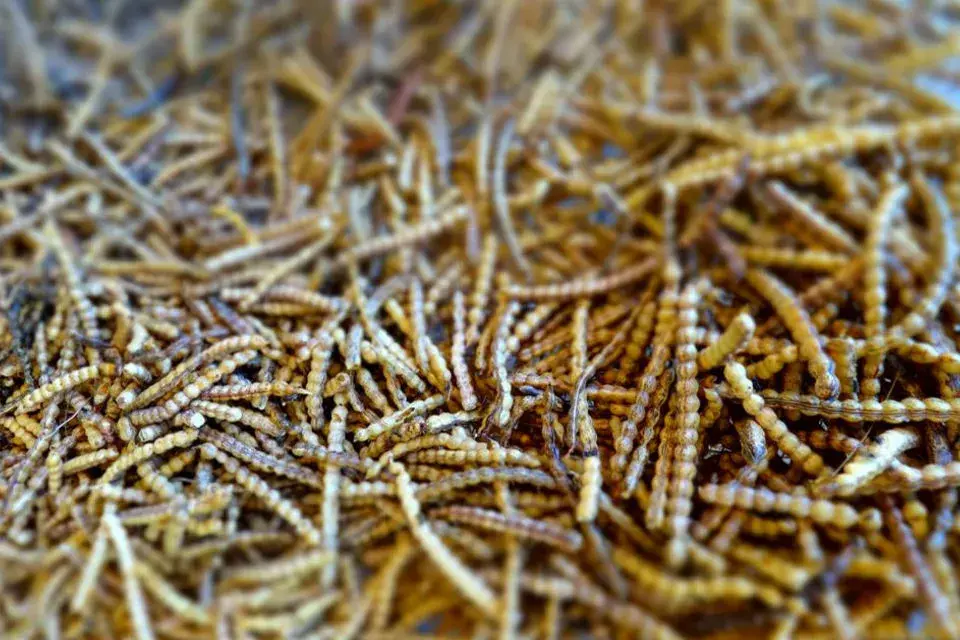 Vainas de algarroba blanca.