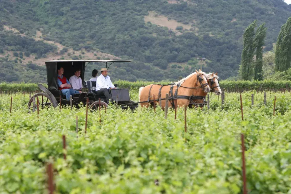 Paseo a caballo en bodega Casa Silva en Colchagua