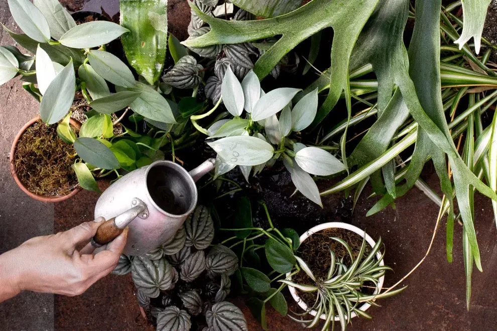 En el mes de la primavera, inspirate en esta guía para reconectarte con la naturaleza.