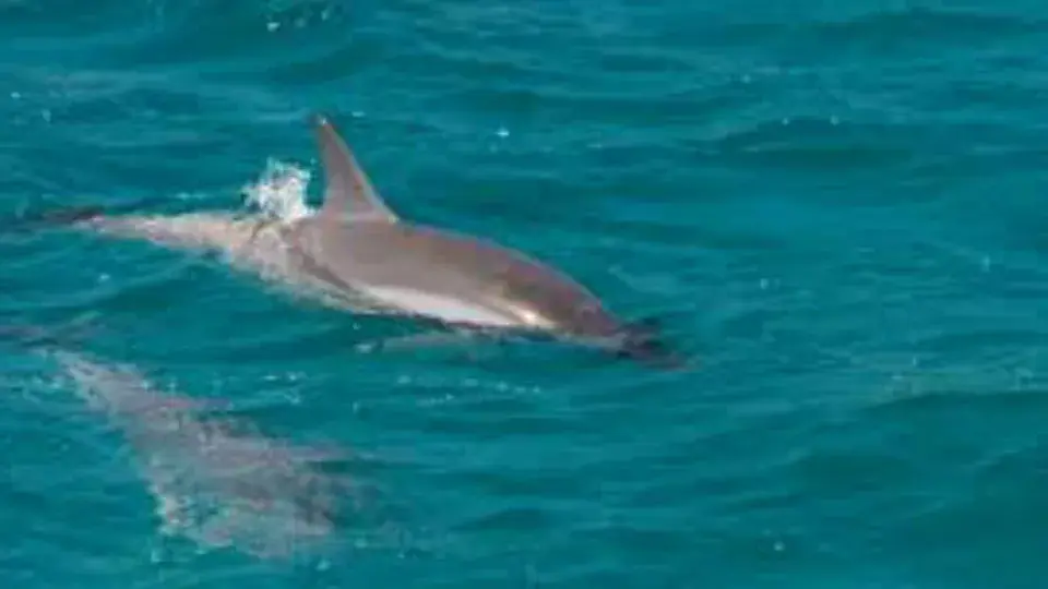 Delfines en la costa