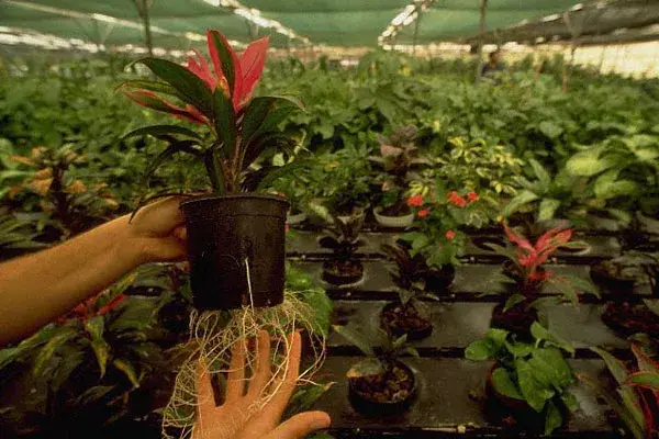 Las plantas crecen en el agua. A no haber tierra, tampoco hay hongos ni enfermedades