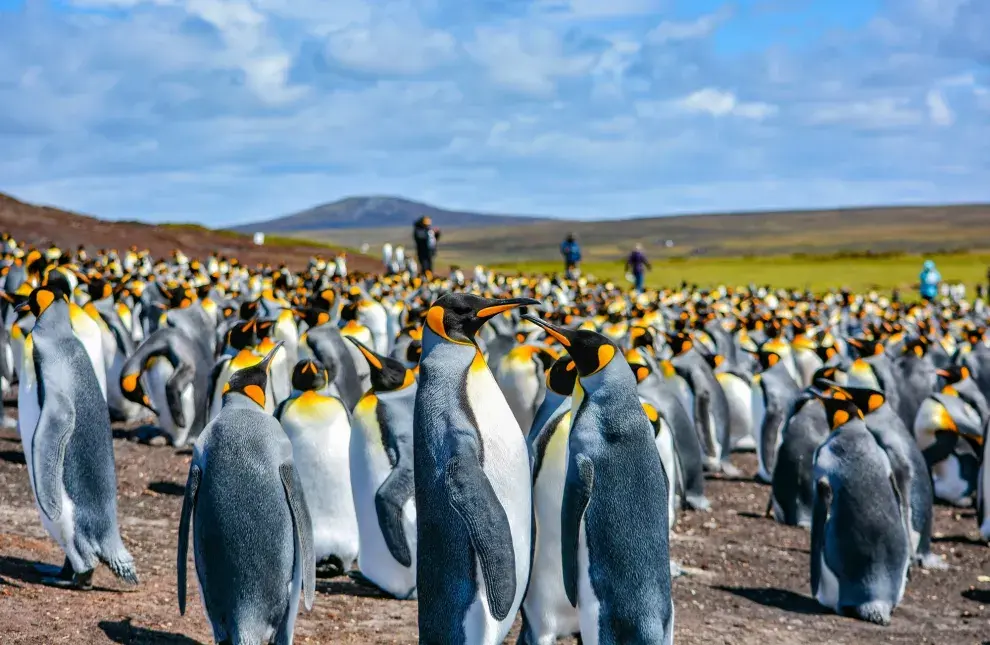 Colonia de pingüinos rey en Volunteer Point