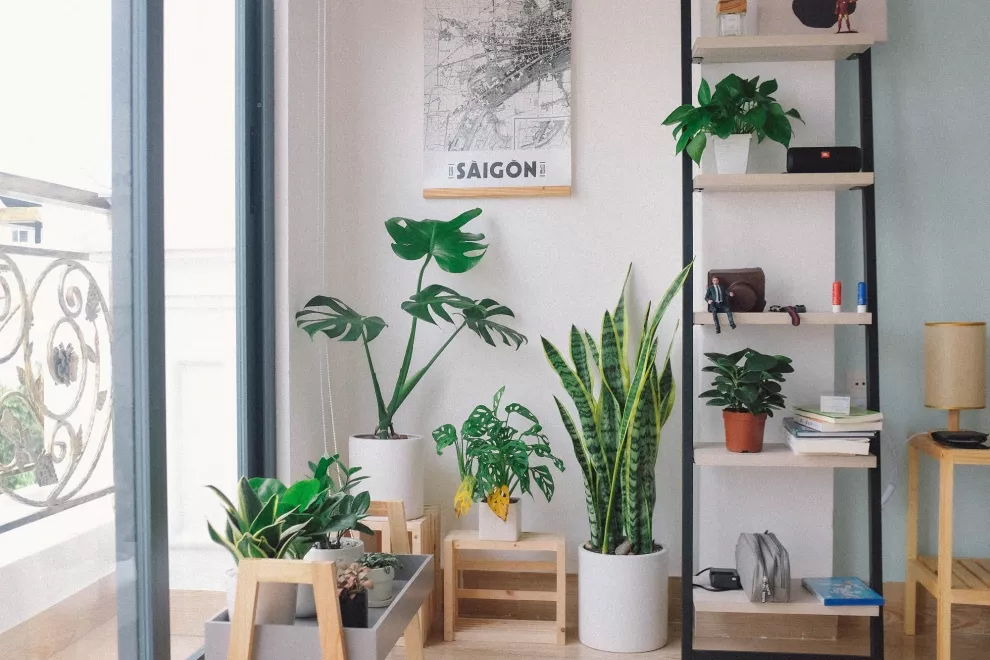 Cuáles son las mejores plantas para decorar tu casa? - Ohlalá