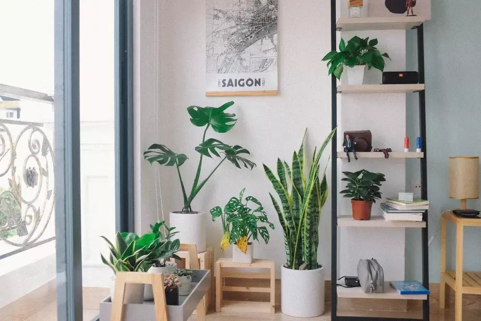 Plantas de interior. Foto: Huy Phan Eley/Unsplash