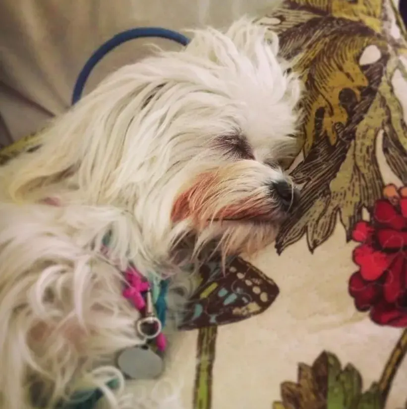 El keek de las mascotas pareciera ser un clásico entre las famosas