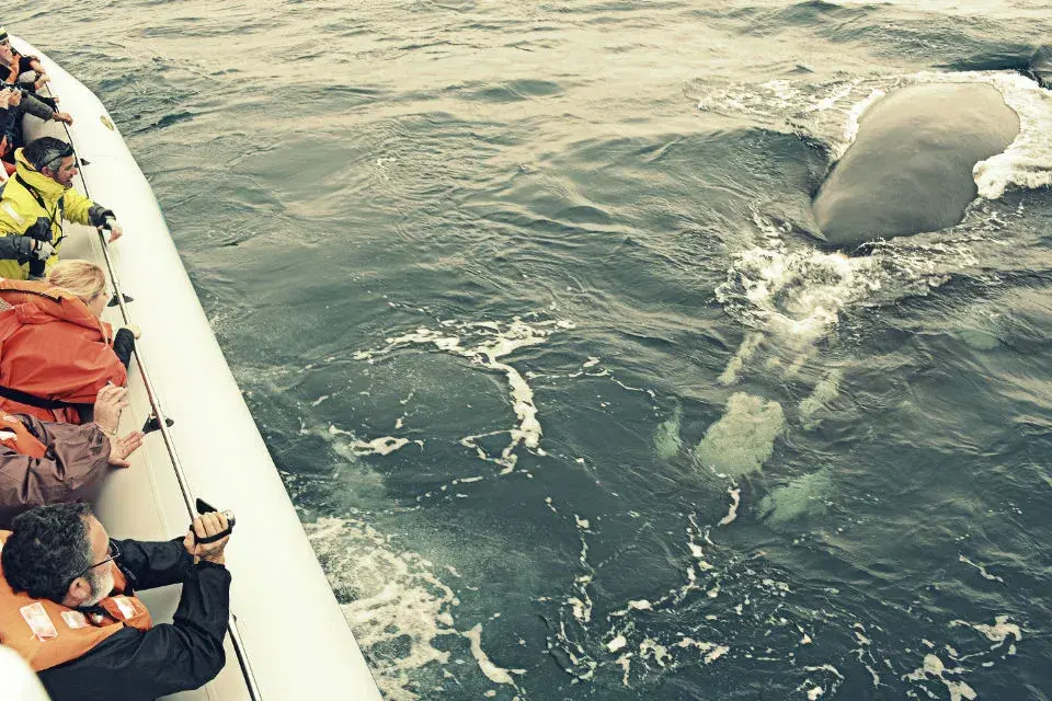Las ballenas pueden estar así de cerca. Foto: Gentileza Southern Spirit