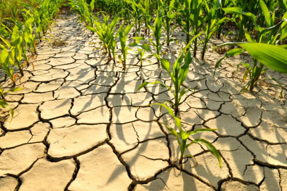El cambio climático y su impacto en los desarrollos de cultivos