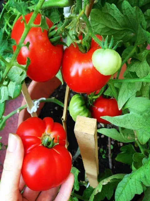 Aprender a cuidar tu propia huerta puede cambiar tu vínculo con la tierra.