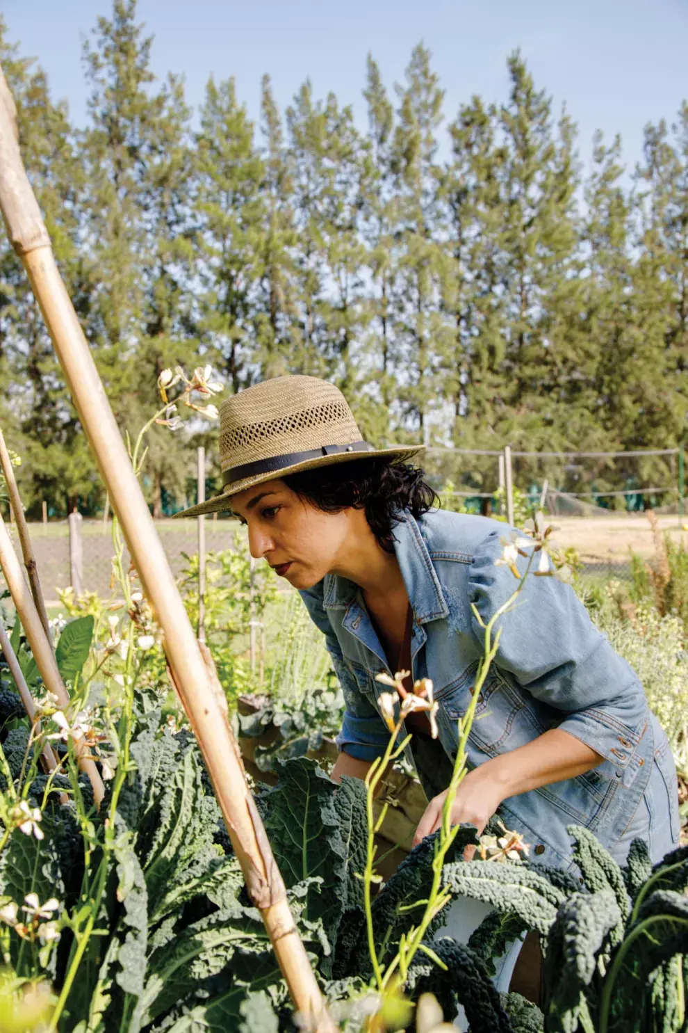 Restaurantes rodeados de verde