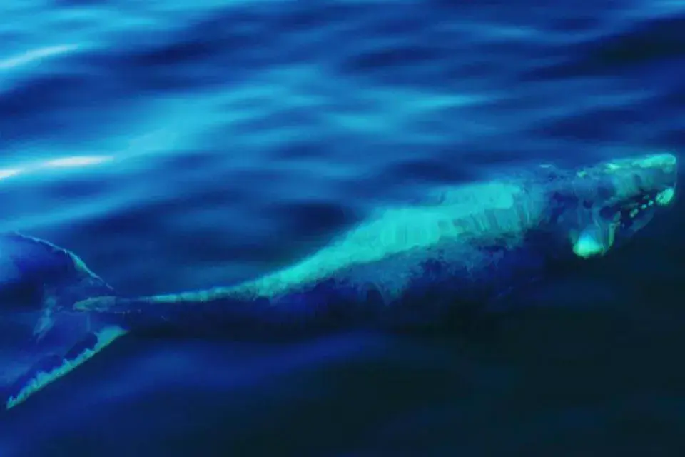 Ballena Franca Austral cerca de las costas de Puerto Madryn