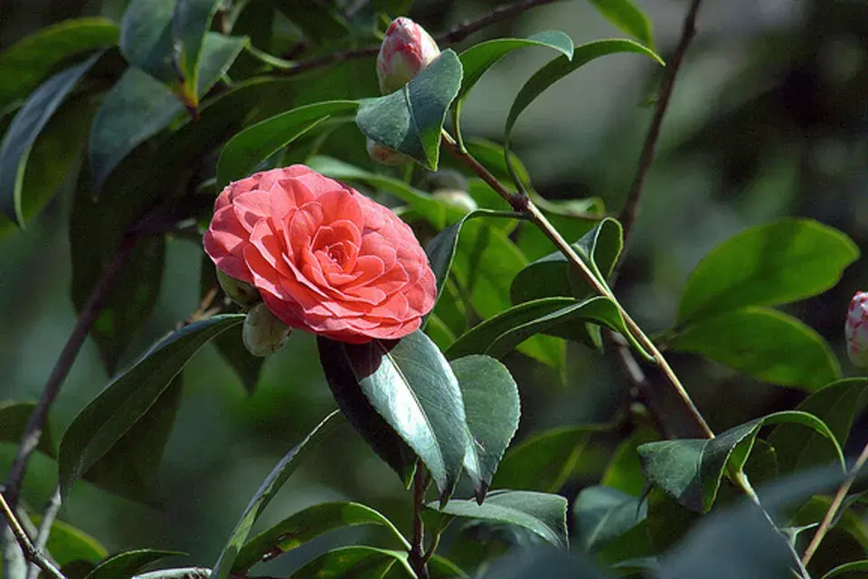 Camelia