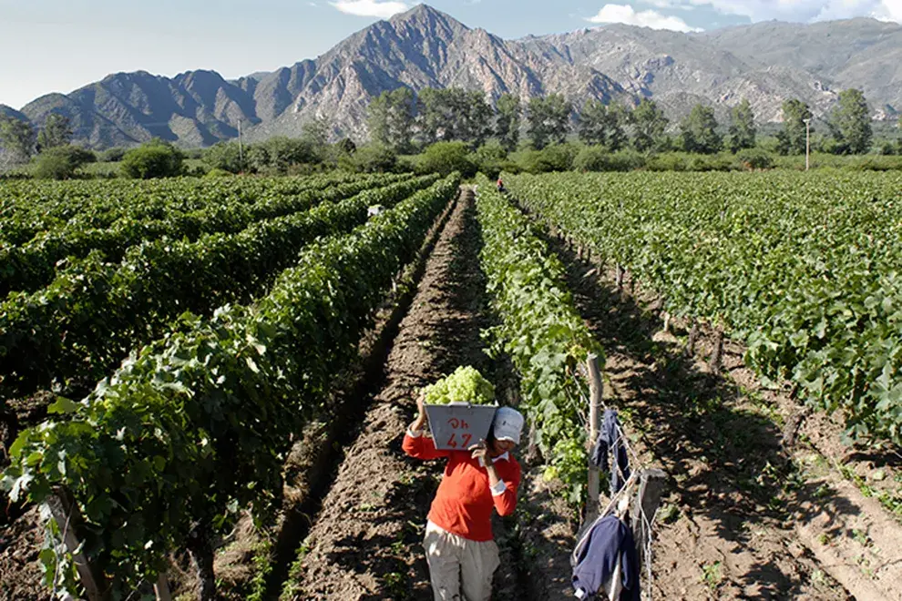 La ruta del vino ya es un clásico de Cafayate