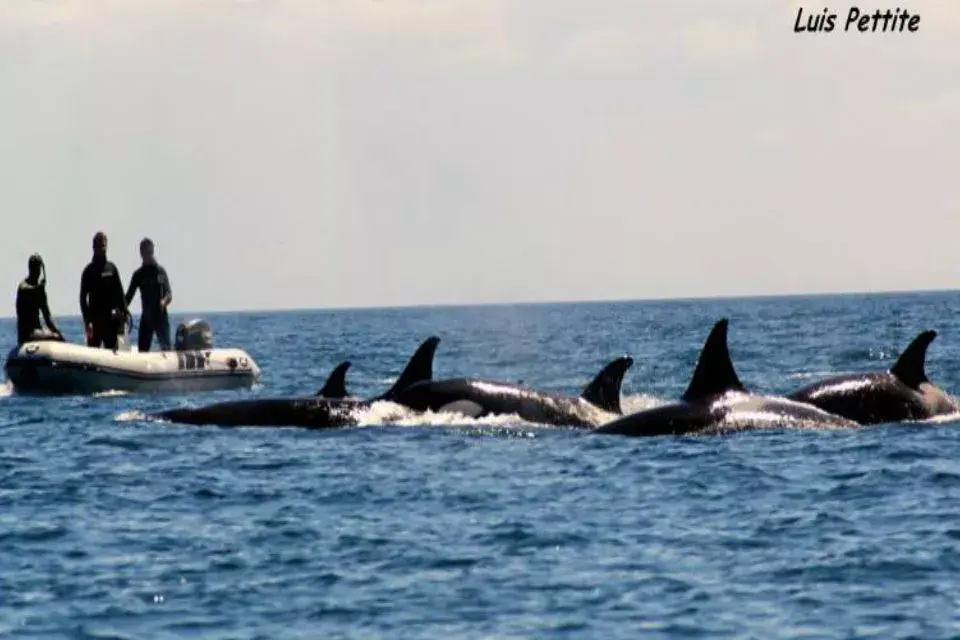Una comunidad de doce orcas en convivencia pacífica con los humanos