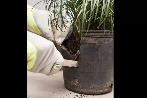 2. Cortá el envase plástico de la planta y retiralo con cuidado de no romper el pan de tierra para no dañar las raíces