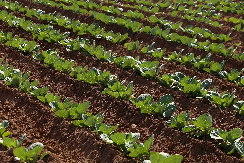 Cultivo de repollo. Finca Los Almendros. Mendoza. Foto: Gentileza Prensa