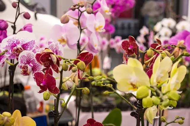 ¡Increíbles orquídeas!, superflorecidas y de varios colores