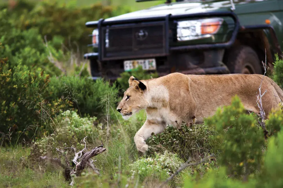 A la noche se escuchan los rugidos de los leones como si estuvieran al lado de la carpa