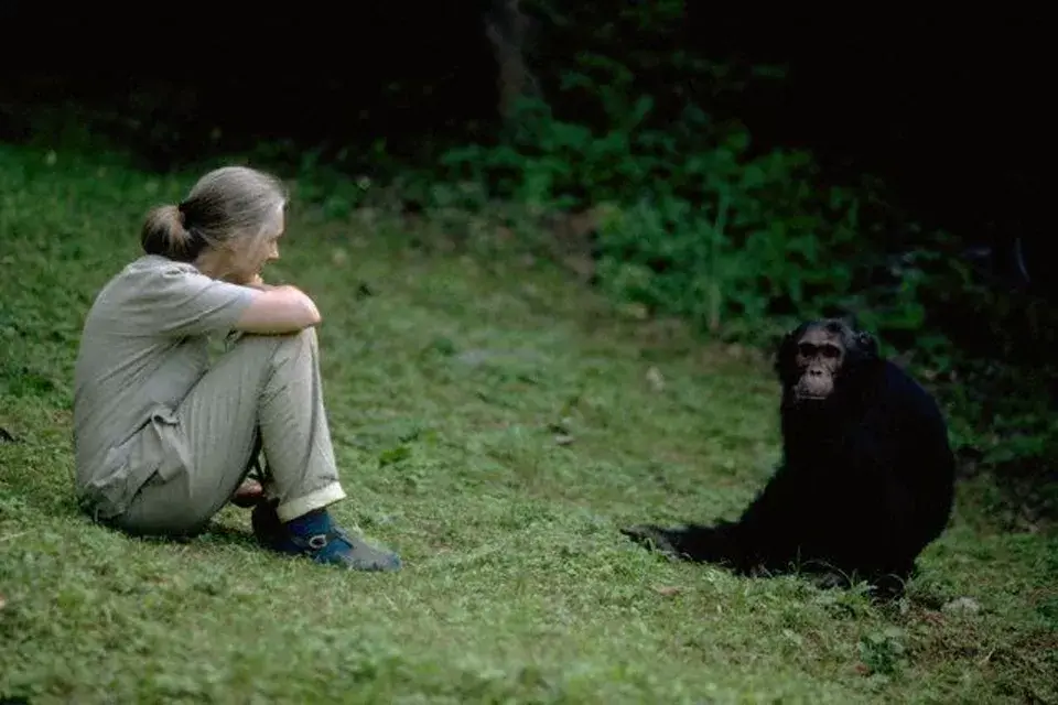 Jane Goodall y su trabajo más valioso