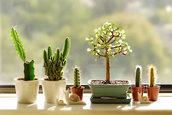 Las plantas le dan vida a cualquier espacio